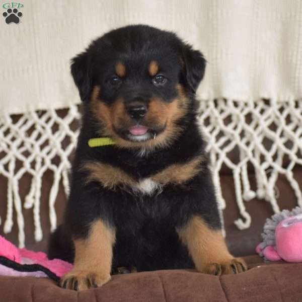 August, Rottweiler Mix Puppy